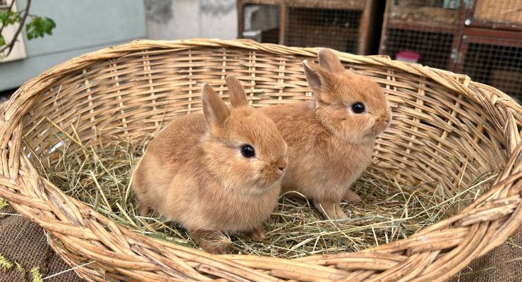 Uşak Büyümeyen Tavşan