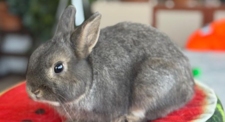 Uşak Ev Tavşanı