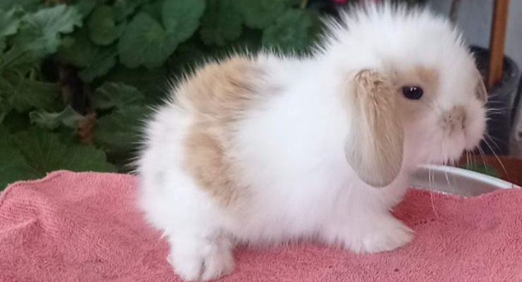 Uşak Hollanda Lop Tavşan